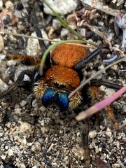 Phidippus nikites