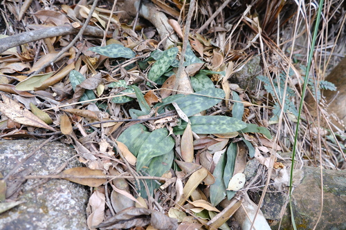 Paphiopedilum purpuratum, photograph 2