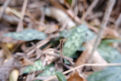 Paphiopedilum purpuratum, photograph (c) 王天明, some rights reserved (CC BY)