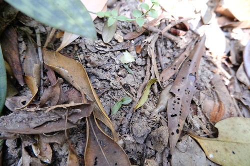 Paphiopedilum purpuratum, photograph 1