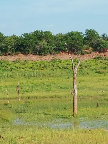 African Fish-Eagle