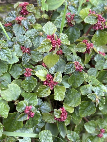 Pilea brevicornuta observed 2026-01-30
