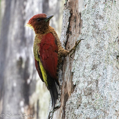 Chrysophlegma miniaceum