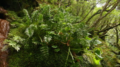 Anisotome latifolia