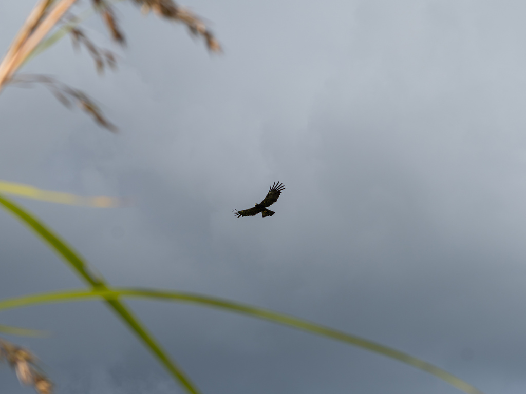 Elang hitam (Ictinaetus malayensis)
