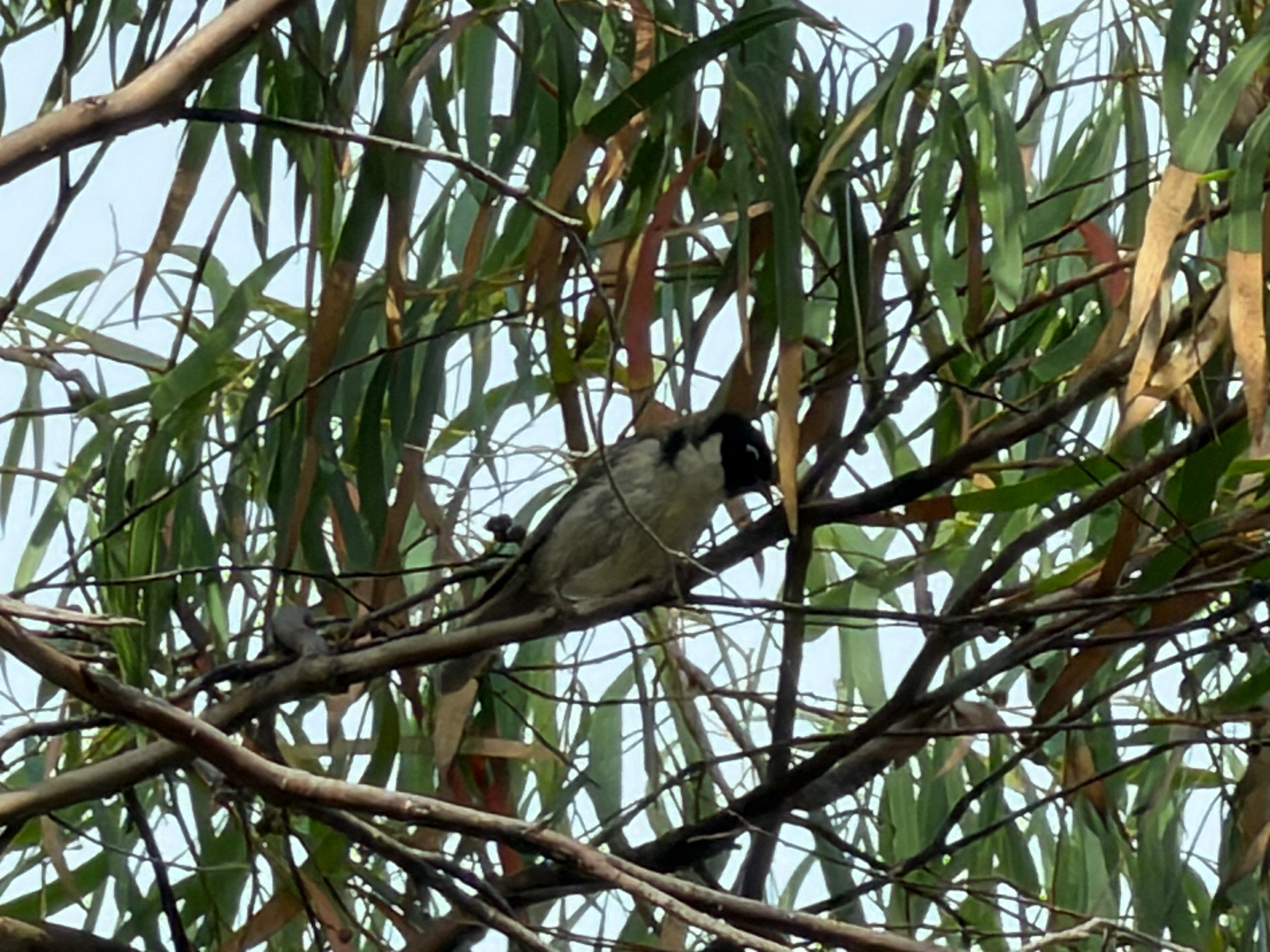 Black-headed Honeyeater (Melithreptus affinis), photo 5