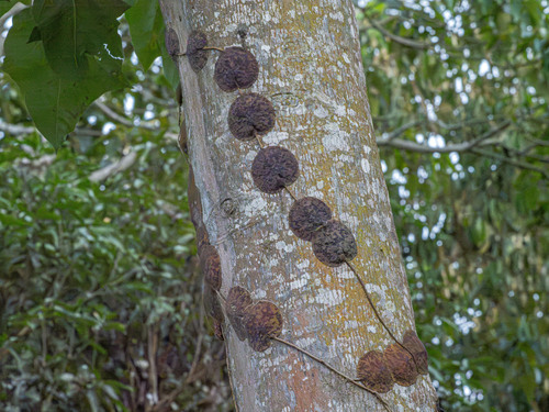 Hoya imbricata Decne.