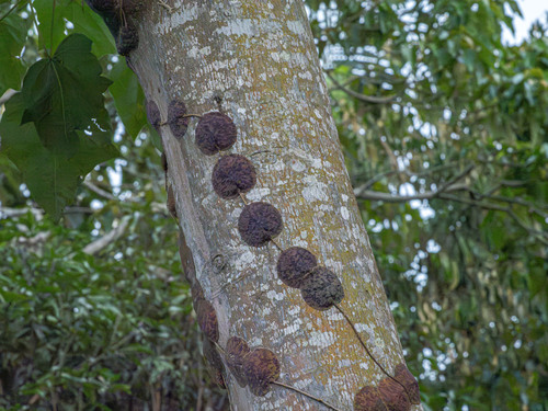 Hoya imbricata Decne. 2