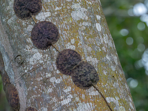 Hoya imbricata Decne. 3