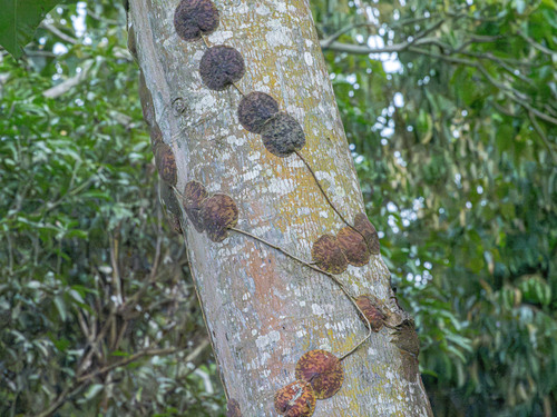 Hoya imbricata Decne. 4