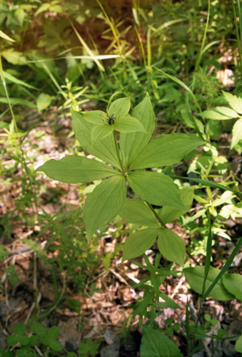 Verticillate paris (Paris verticillata)