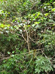 Homalanthus populifolius