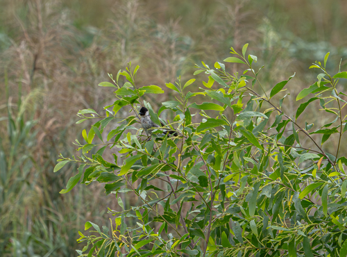 Pycnonotus aurigaster