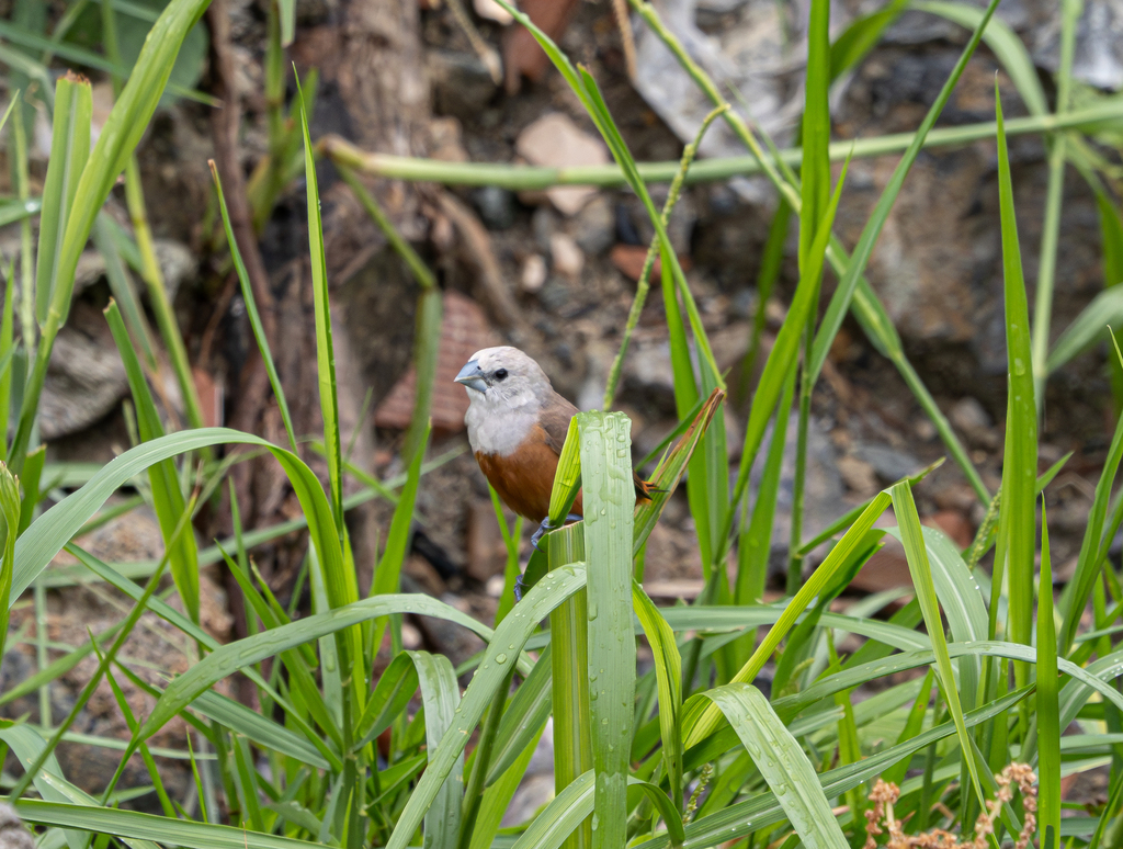 Pale-headed Munia (Lonchura pallida)