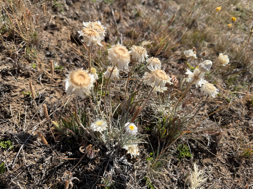 hoary sunray (Leucochrysum albicans)