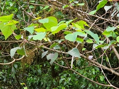 Homalanthus populifolius