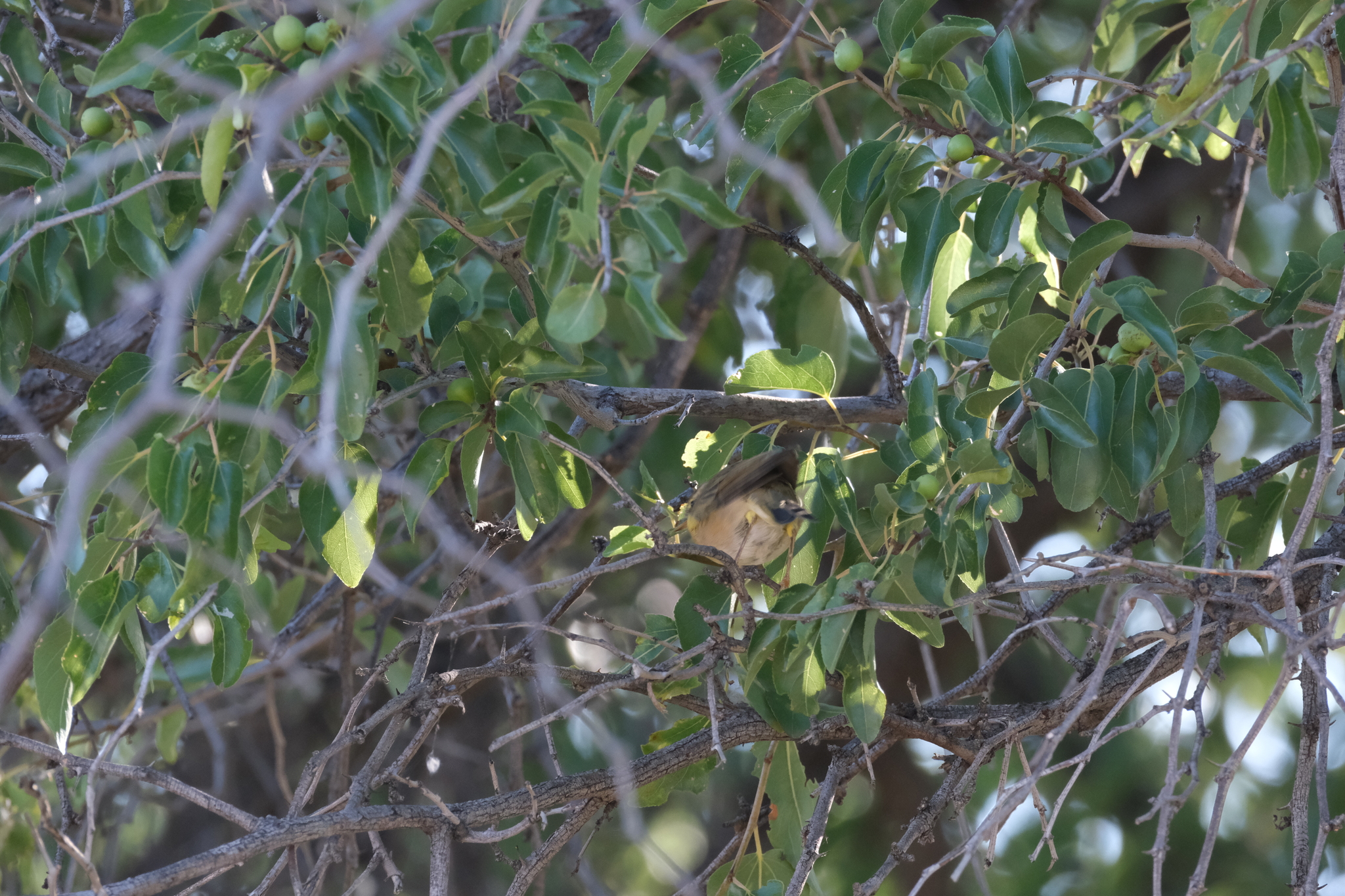 Willow Warbler (Phylloscopus trochilus), photo 1
