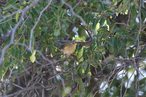 Willow Warbler (Phylloscopus trochilus), photo 2