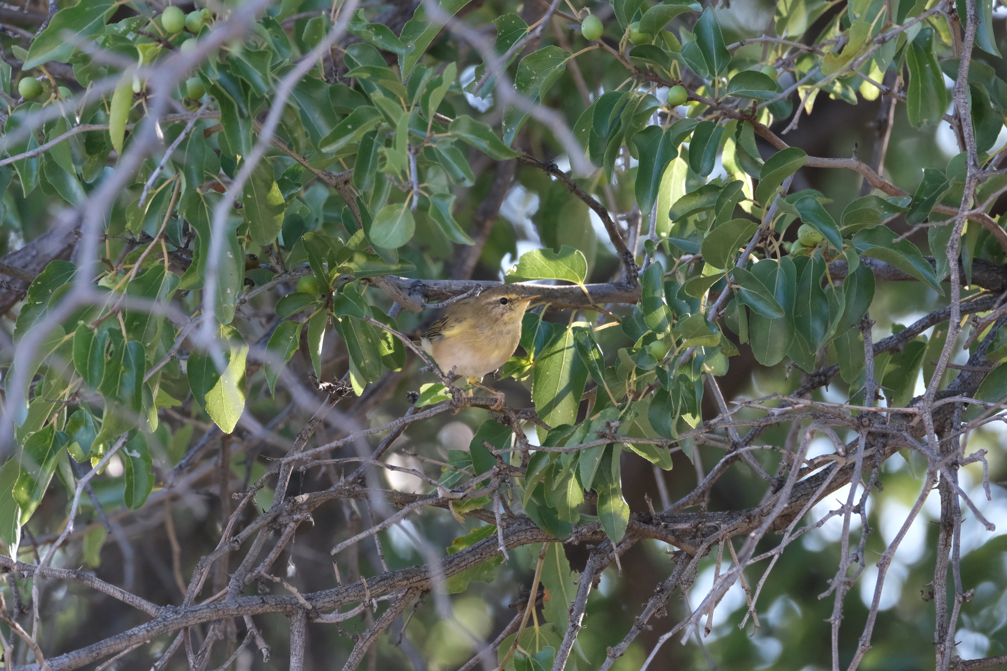 Willow Warbler (Phylloscopus trochilus), photo 2