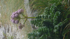 Anisotome latifolia
