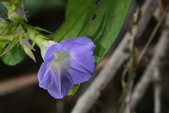 Ipomoea meyeri