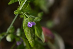 Dicliptera resupinata