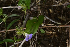 Ipomoea meyeri