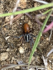 Castianeira occidens