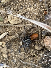 Castianeira occidens