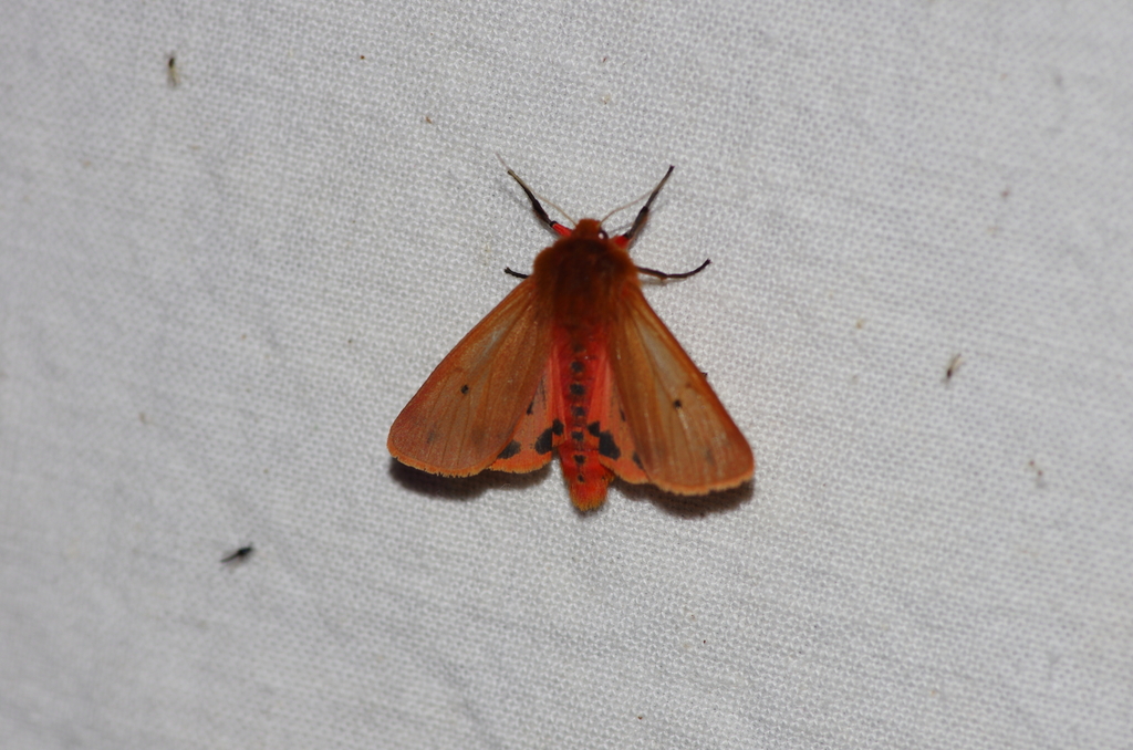 Ruby Tiger Moth from 49610 Mûrs-Erigné, France on August 01, 2025 at 10 ...
