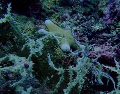 Choriaster granulatus