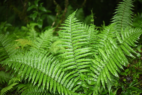 Dryopteris cycadina iNat (3)