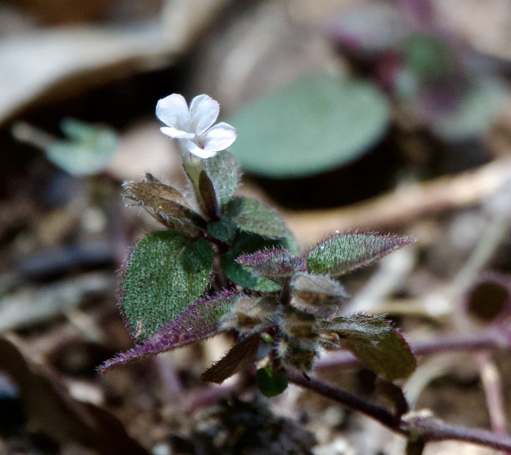 Phaulopsis pulchella
