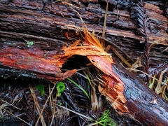 Phanerochaete sanguinea