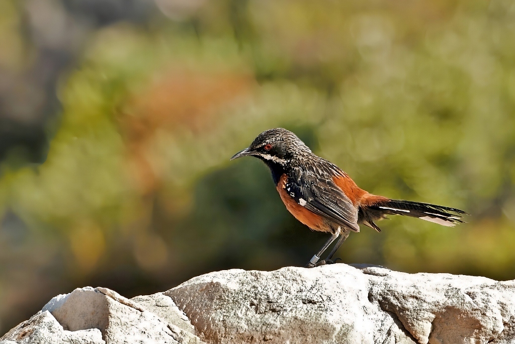 Cape Rockjumper (Chaetops frenatus), photo 1