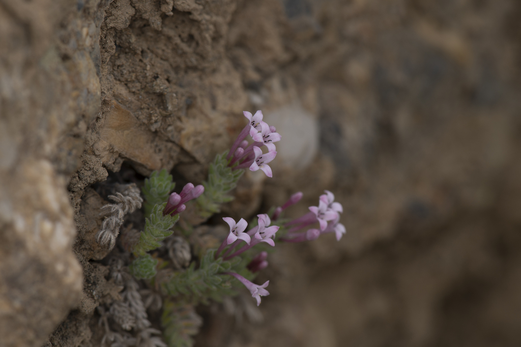 Cynanchica boissieri