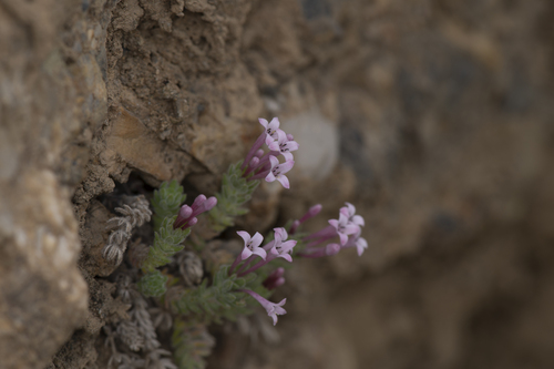 Asperula boissieri