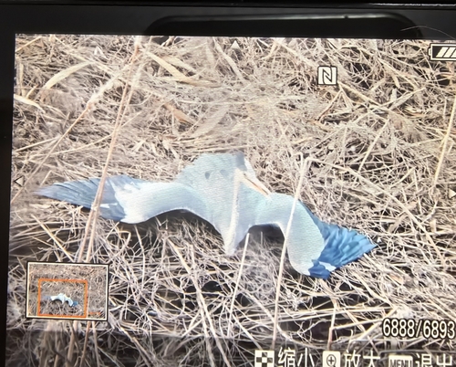 iNaturalist: (c) zcguoxia, some rights reserved (CC BY-NC), uploaded by zcguoxia iNaturalist image