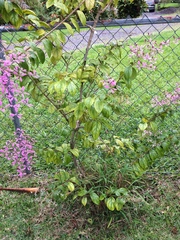 Congea tomentosa