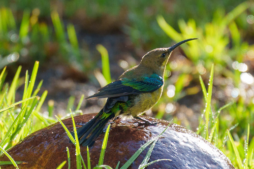 Malachite Sunbird (Nectarinia famosa), photo 3