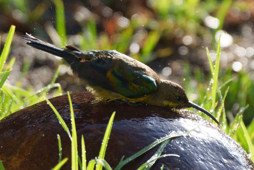 Malachite Sunbird (Nectarinia famosa), photo 10