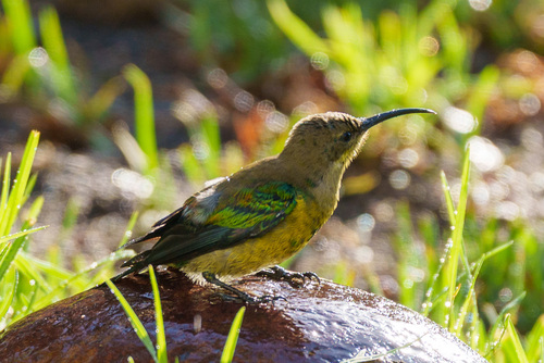 Malachite Sunbird (Nectarinia famosa), photo 9