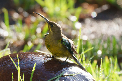 Malachite Sunbird (Nectarinia famosa), photo 4