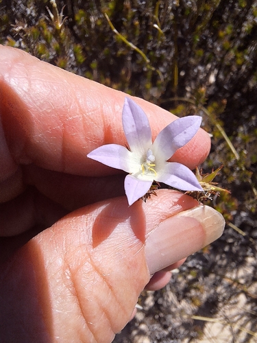 Fineleaf Bell (Roella prostrata)