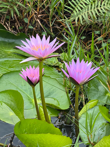 Nymphaea nouchali