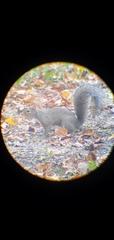 Sciurus carolinensis