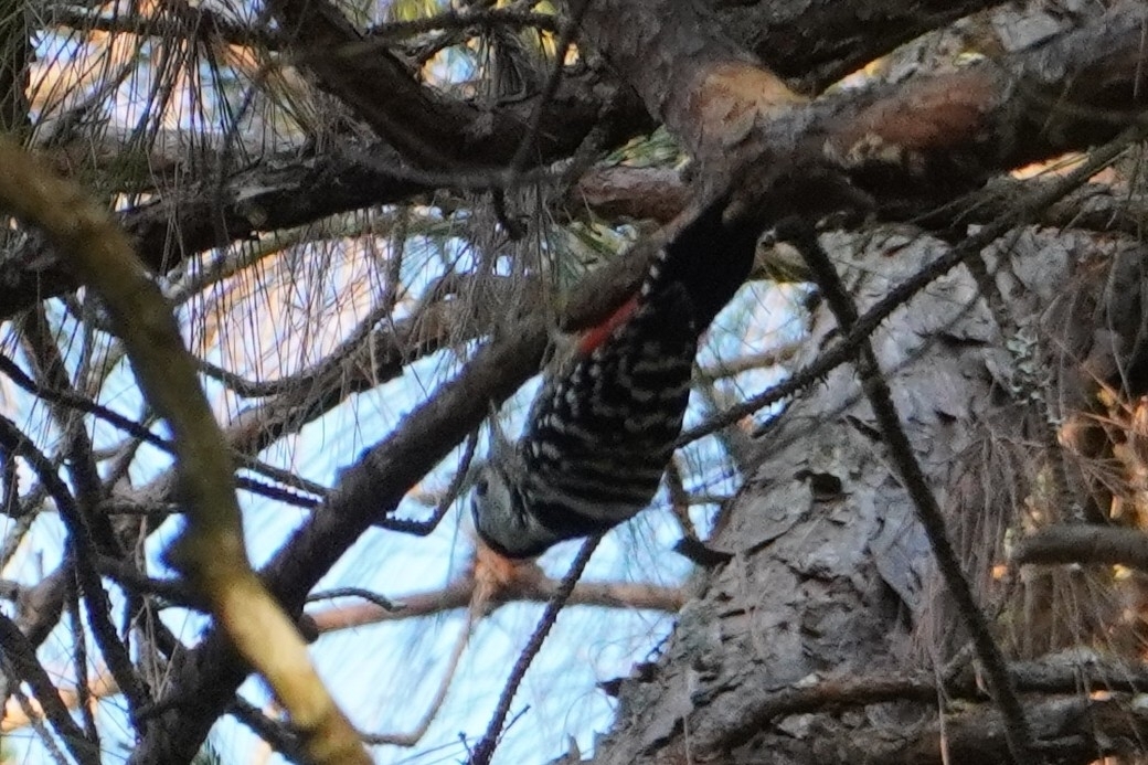 Stripe-breasted Woodpecker (Dendrocopos atratus), photo 4