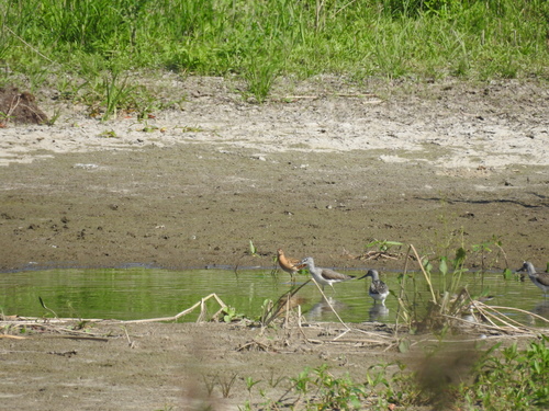 iNaturalist: (c) Михаил Анурьев, some rights reserved (CC BY-NC), uploaded by Михаил Анурьев iNaturalist image