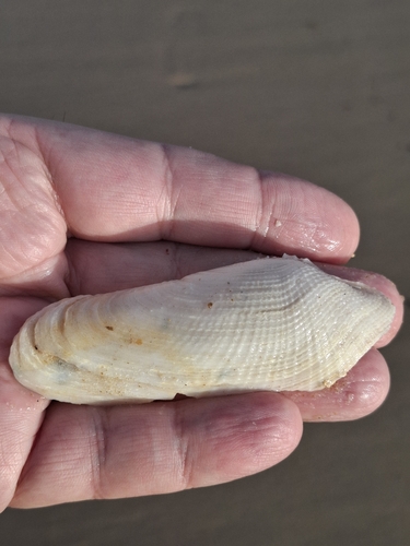 Pholas dactylus