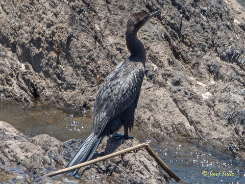 iNaturalist: (c) Josef Stulz, some rights reserved (CC BY-NC), uploaded by Josef Stulz iNaturalist image